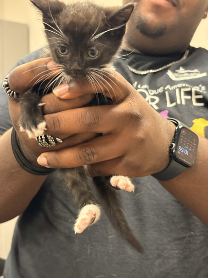 Shelter Stray Female Cat last seen Memphis, TN , Bartlett, TN 38134