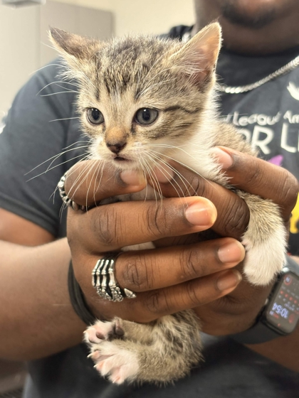 Shelter Stray Male Cat last seen Memphis, TN , Bartlett, TN 38134