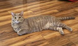 Reunited Female Cat last seen Near Escalade Drive , Mt. Juliet, TN 37122