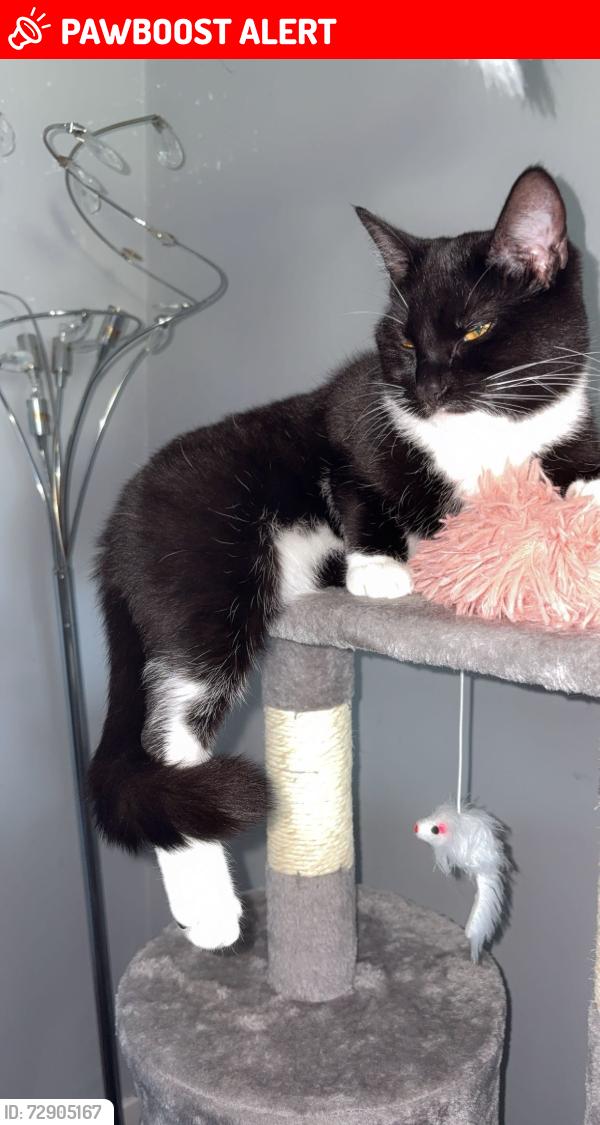 Lost Female Cat last seen Falkirk stadium , Falkirk, Scotland FK2 9DZ