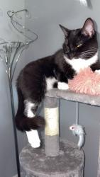 Lost Female Cat last seen Falkirk stadium , Falkirk, Scotland FK2 9DZ