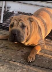 Lost Female Dog last seen Ricky plains , Covington, GA 30016