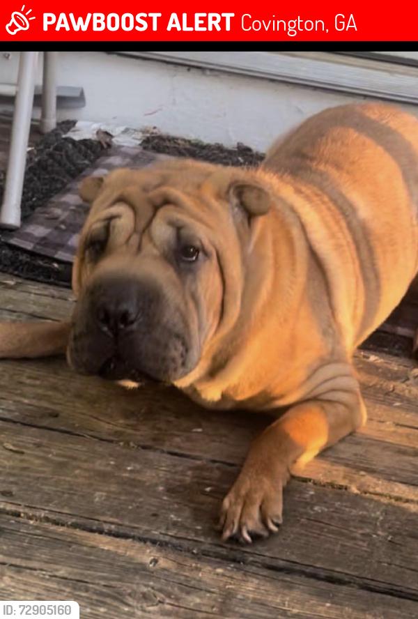 Lost Female Dog last seen Ricky plains , Covington, GA 30016