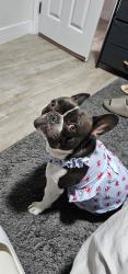 Lost Male Dog last seen Near smliley dr  , Los Angeles, CA 90016