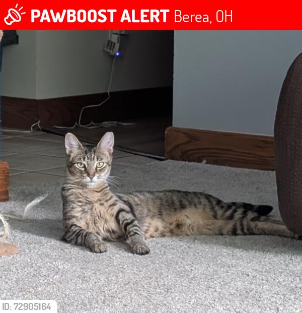 Lost Male Cat last seen Prospect St between Sprague and South Quarry Lane in Berea, OH, Berea, OH 44017