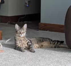 Lost Male Cat last seen Prospect St between Sprague and South Quarry Lane in Berea, OH, Berea, OH 44017