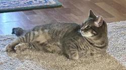 Reunited Female Cat last seen Beverly Hills Ln and Galloway, behind the Cracker Barrell in Mesquite, Mesquite, TX 75150