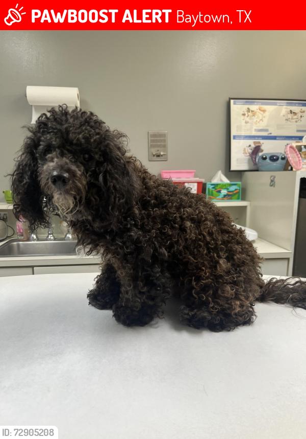 Lost Male Dog last seen Near seminole st, Baytown, TX 77521