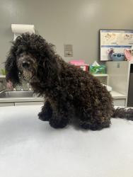 Lost Male Dog last seen Near seminole st, Baytown, TX 77521