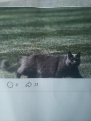 Lost Male Cat last seen Canyon Lakes/ Dugout Bar, Kennewick, WA 99338
