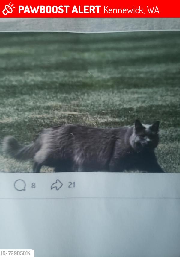 Lost Male Cat last seen Canyon Lakes/ Dugout Bar, Kennewick, WA 99338