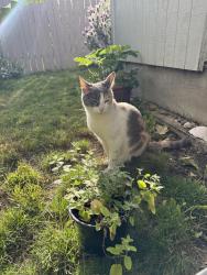Found/Stray Female Cat last seen Bybee & 78th, Portland, OR 97206