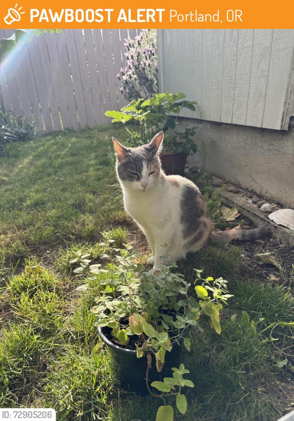 Found/Stray Female Cat last seen Bybee & 78th, Portland, OR 97206