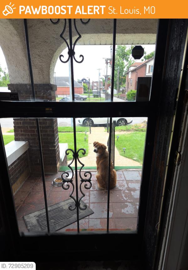 Found/Stray Unknown Dog last seen Near O’fallon park , St. Louis, MO 63107