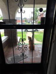 Found/Stray Unknown Dog last seen Near O’fallon park , St. Louis, MO 63107