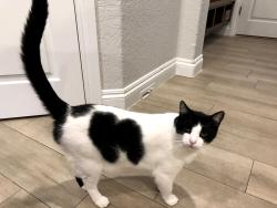 Lost Male Cat last seen Near Shadow Canyon Drive, Helotes, TX 78023, Helotes, TX 78023