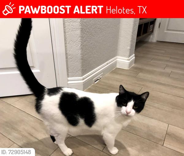 Lost Male Cat last seen Near Shadow Canyon Drive, Helotes, TX 78023, Helotes, TX 78023