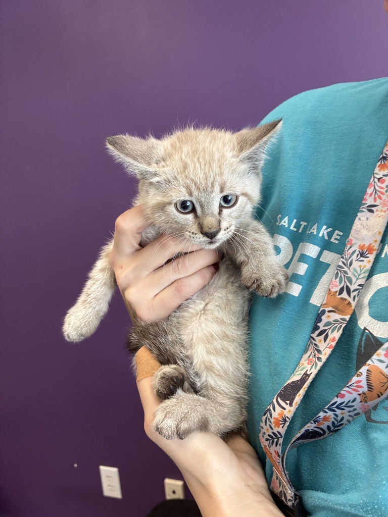 Shelter Stray Male Cat last seen Near E Downington Avenue, SALT LAKE CITY, UT, 84115, Taylorsville, UT 84123