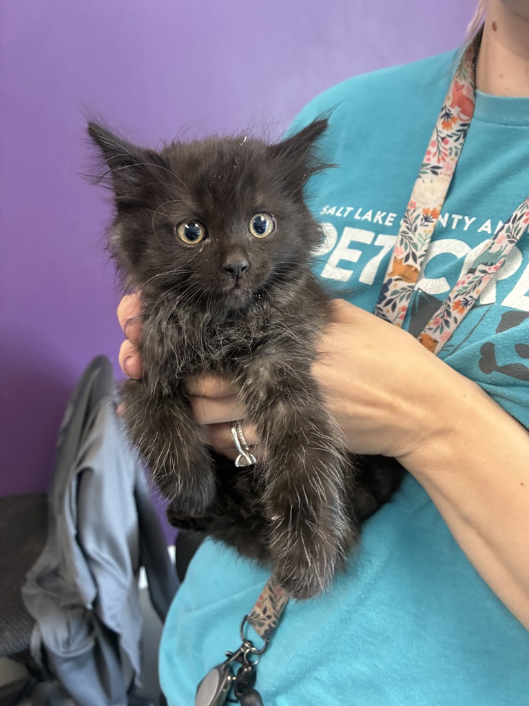 Shelter Stray Female Cat last seen Near E Downington Avenue, SALT LAKE CITY, UT, 84115, Taylorsville, UT 84123