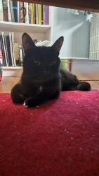 Shelter Stray Male Cat last seen Crotona Parkway, BRONX, NY, 10460, New York, NY 10029