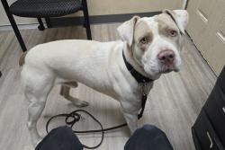 Shelter Stray Male Dog last seen Near Dunes Place, Oceanside, CA, 92054, Oceanside, CA 92058