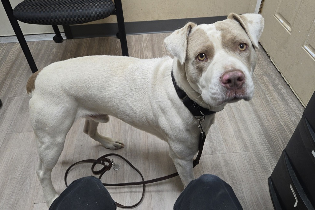 Shelter Stray Male Dog last seen Near Dunes Place, Oceanside, CA, 92054, Oceanside, CA 92058