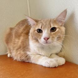 Shelter Stray Male Cat last seen Near Baldwin Street, OAKLAND, CA, 94621, Oakland, CA 94621