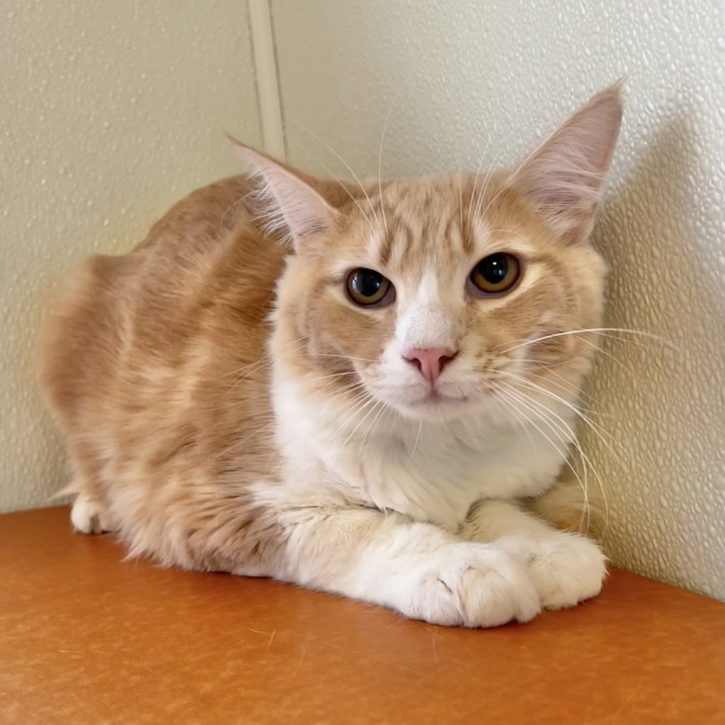 Shelter Stray Male Cat last seen Near Baldwin Street, OAKLAND, CA, 94621, Oakland, CA 94621