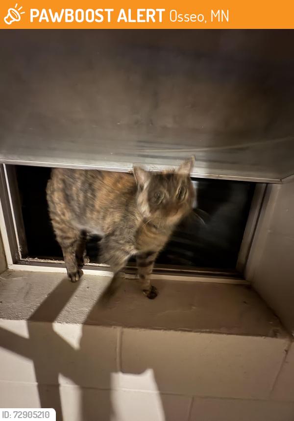 Found/Stray Female Cat last seen Weaver lake Rd and Tarleton crst, Osseo, MN 55311