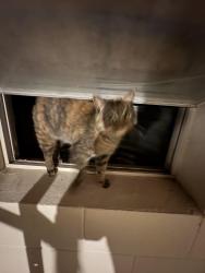 Found/Stray Female Cat last seen Weaver lake Rd and Tarleton crst, Osseo, MN 55311
