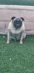 Reunited Female Dog last seen Harmon with  Peterson dr , Las Vegas, NV 89103