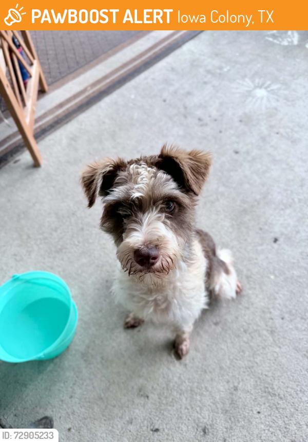 Found/Stray Male Dog last seen Carver drive - Meridiana neighborhood , Iowa Colony, TX 77583