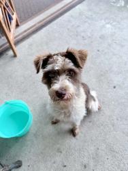 Found/Stray Male Dog last seen Carver drive - Meridiana neighborhood , Iowa Colony, TX 77583