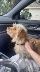 Found/Stray Female Dog last seen Donaldson Lane Tyler Texas , Tyler, TX 75702