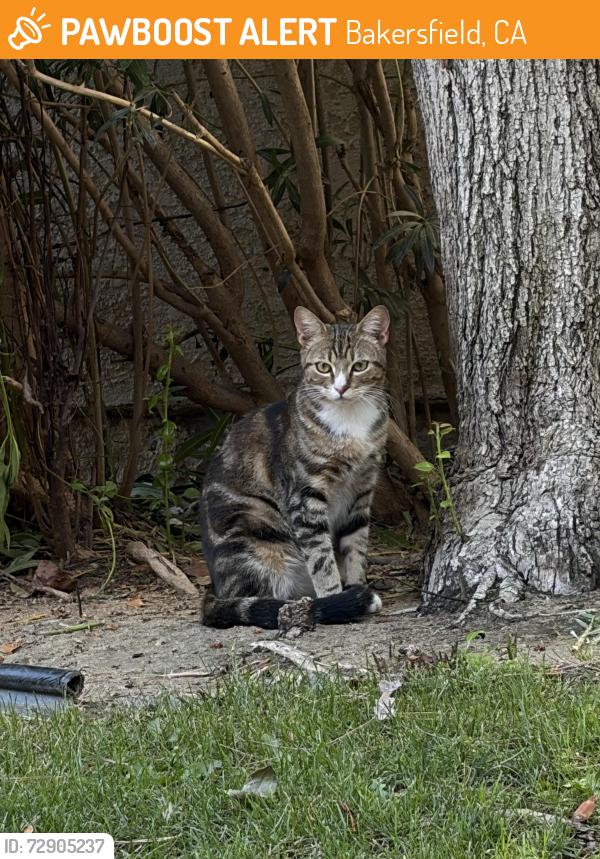 Found/Stray Unknown Cat last seen Corner of Westfield and quailridge rd , Bakersfield, CA 93309