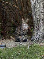 Found/Stray Unknown Cat last seen Corner of Westfield and quailridge rd , Bakersfield, CA 93309
