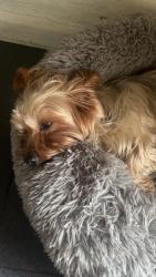 Reunited Female Dog last seen Near Caldecott Way, Lower Clapton, London E5 0DA, UK, Lower Clapton, England E5 0DA