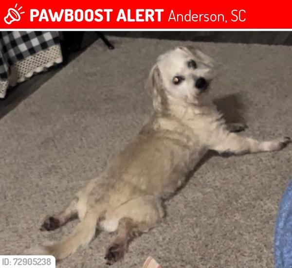 Lost Male Dog last seen Amity road, Anderson, SC 29621