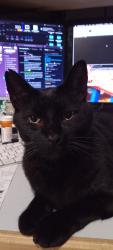 Lost Male Cat last seen Waldorf and Westwood, York, PA 17404