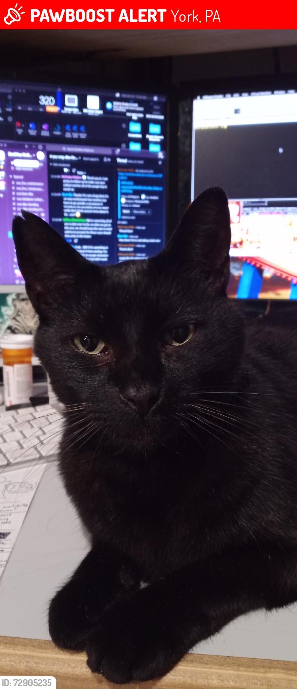 Lost Male Cat last seen Waldorf and Westwood, York, PA 17404