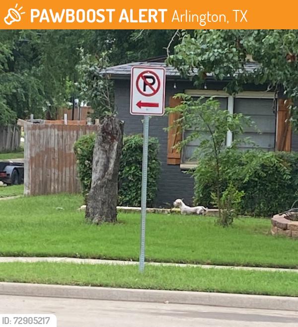Found/Stray Male Dog last seen Valley View and Hensley, Arlington, TX 76010