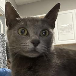 Shelter Stray Female Cat last seen , Greenville, SC 29609