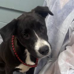 Shelter Stray Male Dog last seen , Greenville, SC 29609