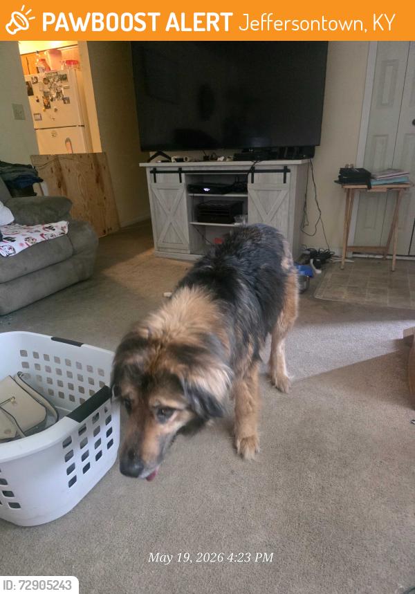 Found/Stray Female Dog last seen Billtown Rd and Bayport Rd, Jeffersontown, KY 40299
