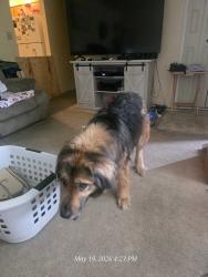 Found/Stray Female Dog last seen Billtown Rd and Bayport Rd, Jeffersontown, KY 40299