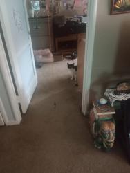 Found/Stray Unknown Cat last seen Kitsap Way, Bremerton, WA 98312