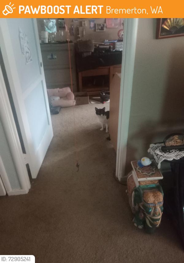 Found/Stray Unknown Cat last seen Kitsap Way, Bremerton, WA 98312