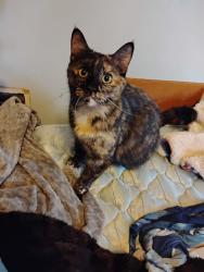 Lost Female Cat last seen Boating Docks, St. Joseph, MI 49085