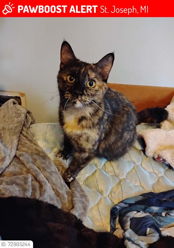 Lost Female Cat last seen Boating Docks, St. Joseph, MI 49085