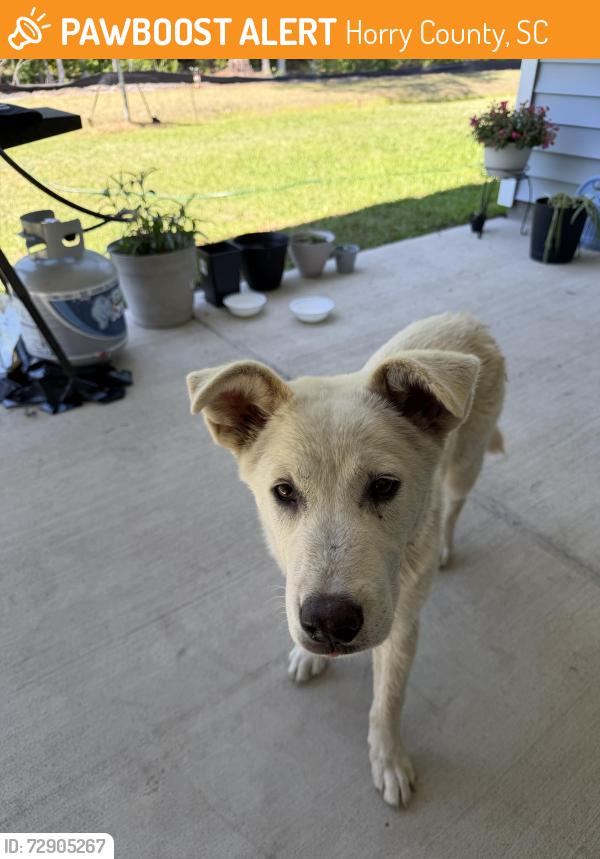 Found/Stray Male Dog last seen Admiral street Conway sc, Horry County, SC 29526